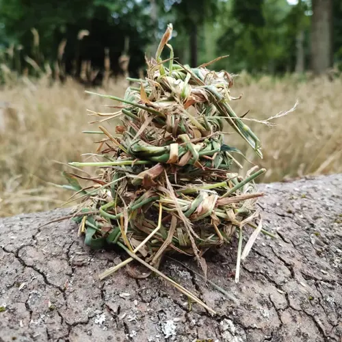 Art In Nature