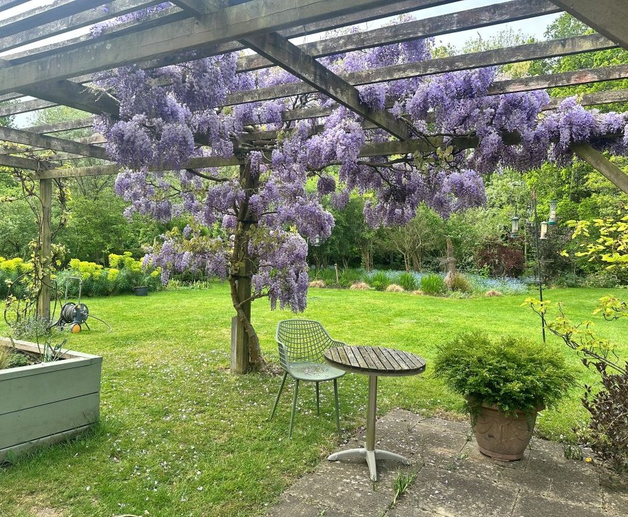 Wisteria