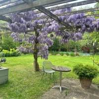 Wisteria