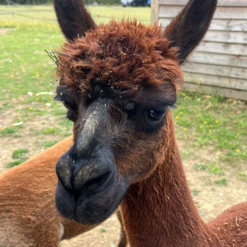 Alpaca