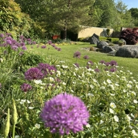 May flowers