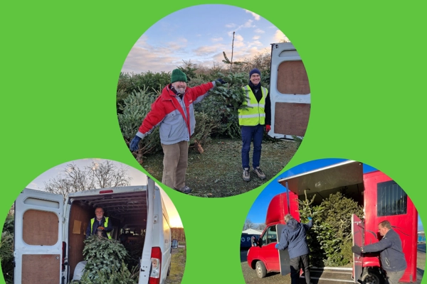 Christmas Tree Collections (1)
